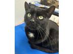 Adopt Esek fka Cobbler a Domestic Short Hair