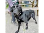 Adopt Sage a Black Labrador Retriever / Mixed dog in Oakland, CA (41454869)