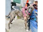 Adopt Sadie a Brindle Belgian Malinois / Mixed dog in Oakland, CA (41456882)