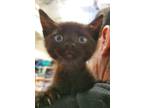 Adopt Major a All Black Domestic Mediumhair / Domestic Shorthair / Mixed cat in
