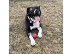 Adopt Gregory a Black Mastiff / Mixed Breed (Medium) / Mixed (short coat) dog in