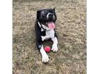 Adopt Gregory a Black Mastiff / Mixed dog in Kingston, ON (41219644)