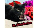 Adopt Mr. Alfred PurrFace a All Black Egyptian Mau / Domestic Shorthair / Mixed