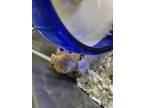 Adopt Josie a Orange Mouse / Mouse / Mixed (short coat) small animal in