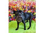 Adopt Gio a Black Boxer / Mixed dog in Binghamton, NY (41439380)