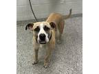 Adopt Fazoli a Tan/Yellow/Fawn American Pit Bull Terrier / Mixed Breed (Medium)