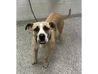 Adopt Fazoli a Tan/Yellow/Fawn American Pit Bull Terrier / Mixed dog in Kansas
