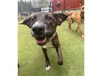 Adopt Collar (Mall of NH) a Brindle - with White Mixed Breed (Medium) / Mixed