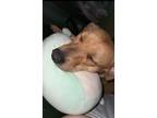 Adopt Bailey a Tan/Yellow/Fawn - with White Dachshund / Mixed dog in Weeki