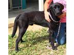 Adopt WALKER a Black Labrador Retriever / Mixed Breed (Medium) / Mixed (short
