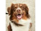 Adopt Copper a Red/Golden/Orange/Chestnut Australian Shepherd / Mixed dog in