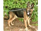 Adopt Gideon a Black German Shepherd Dog / Mixed Breed (Medium) / Mixed (short