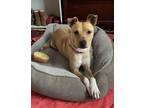 Adopt Lemon Bar - Available in Foster a Tan/Yellow/Fawn Carolina Dog / Mixed dog