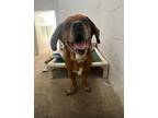 Adopt Cosmo a Brown/Chocolate Beagle / Basset Hound / Mixed dog in Danville