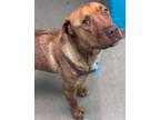 Adopt Stella a Brown/Chocolate Labrador Retriever / Mixed dog in Spartanburg