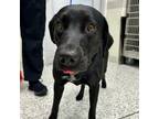 Adopt ELSMERE a Black Retriever (Unknown Type) / Mixed dog in San Antonio