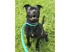 Adopt Razor a Black Mixed Breed (Small) / Mixed Breed (Medium) / Mixed (short