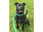Adopt Razor a Black Mixed Breed (Large) / Mixed dog in Lancaster, PA (41458977)