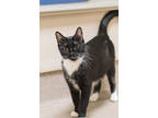 Adopt Stevie a All Black Domestic Shorthair / Domestic Shorthair / Mixed cat in