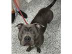 Adopt Calypso a Gray/Blue/Silver/Salt & Pepper Mixed Breed (Large) / Mixed dog