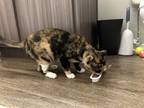 Adopt Eleanor a Tortoiseshell Calico / Mixed (medium coat) cat in Plano