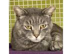 Adopt Carter a Gray, Blue or Silver Tabby Domestic Shorthair (short coat) cat in