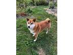 Adopt Pete a Red/Golden/Orange/Chestnut - with White Shiba Inu / Mixed dog in