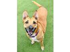 Adopt Aggie a Tan/Yellow/Fawn - with White Mixed Breed (Large) / Mixed Breed