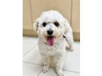 Adopt Rian a Bichon Frise dog in LONG ISLAND CITY, NY (41458889)