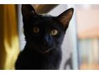 Adopt Olivia a All Black American Shorthair / Mixed (short coat) cat in