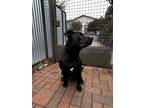 Adopt Duke a Black Labrador Retriever / Mixed dog in McKinney, TX (41206860)