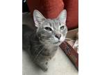 Adopt Maple a Gray, Blue or Silver Tabby Domestic Shorthair / Mixed (short coat)