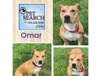Adopt Omar a Terrier, Mixed Breed
