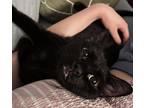 Adopt Raven a All Black Domestic Shorthair (short coat) cat in Toronto