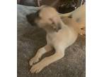 Adopt Daisy a Brindle Collie / Labrador Retriever / Mixed dog in Ione
