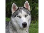 Adopt Halo a Husky