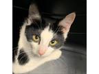 Adopt LVH-Stray-lv492 a Domestic Short Hair