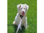 Adopt Alba a White Australian Shepherd / Mixed dog in North Olmsted