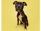 Adopt Scotch Bonnet a Mixed Breed (Medium) / Mixed dog in Durham, NC (39774299)