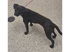 Adopt Urkel a Black Mixed Breed (Medium) / Mixed dog in Kansas City