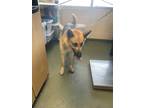 Adopt Doink a Black German Shepherd Dog / Mixed dog in San Marcos, TX (41458786)
