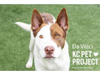 Adopt Da Vinci a White Mixed Breed (Large) / Mixed dog in Kansas City