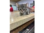 Adopt Tigger a All Black Domestic Shorthair / Domestic Shorthair / Mixed cat in