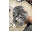 Adopt Habanero a Gray or Blue Domestic Shorthair / Domestic Shorthair / Mixed