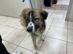 Adopt Cody a Brown/Chocolate Great Pyrenees / Mixed Breed (Medium) / Mixed