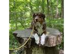 Adopt Nala a Tricolor (Tan/Brown & Black & White) Australian Shepherd / Mixed