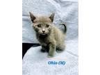 Adopt Ohio a Gray or Blue Domestic Shorthair / Domestic Shorthair / Mixed cat in