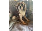 Adopt Prince Charming a Red/Golden/Orange/Chestnut - with White Cavalier King