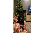 Adopt Wednesday a Black - with White Labrador Retriever / Plott Hound / Mixed