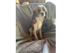 Adopt Prince Eric a Red/Golden/Orange/Chestnut - with White Cavalier King